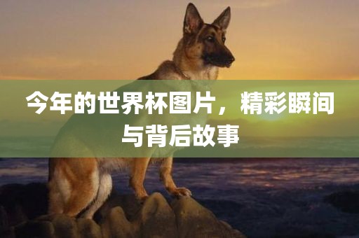 今年的世界杯图片，精彩瞬间与背后故事