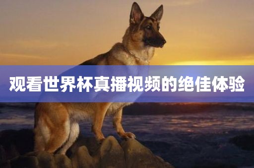 观看世界杯真播视频的绝佳体验